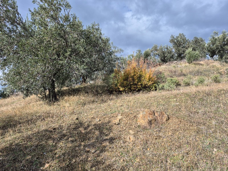 Edremit Ortaoba Mah`daZeytinlik. - 17